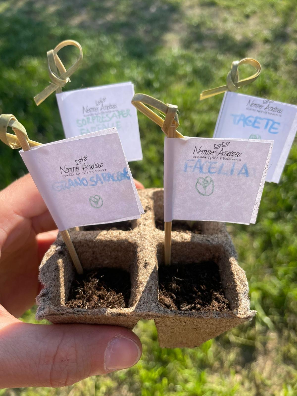 vasetti con terra e semini
