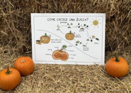 cartello infografica crescita zucca fattoria didattica