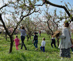 bambini in mezzo ad un frutteto