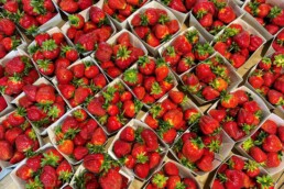 fragole