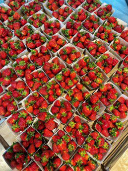 fragole